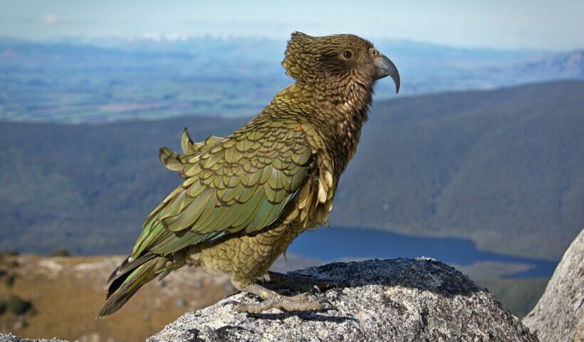 green and gray bird standing on rock