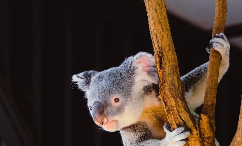 koala hanging on branch