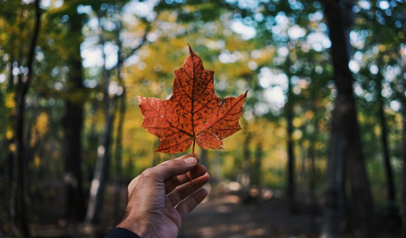 person holding maple leaf