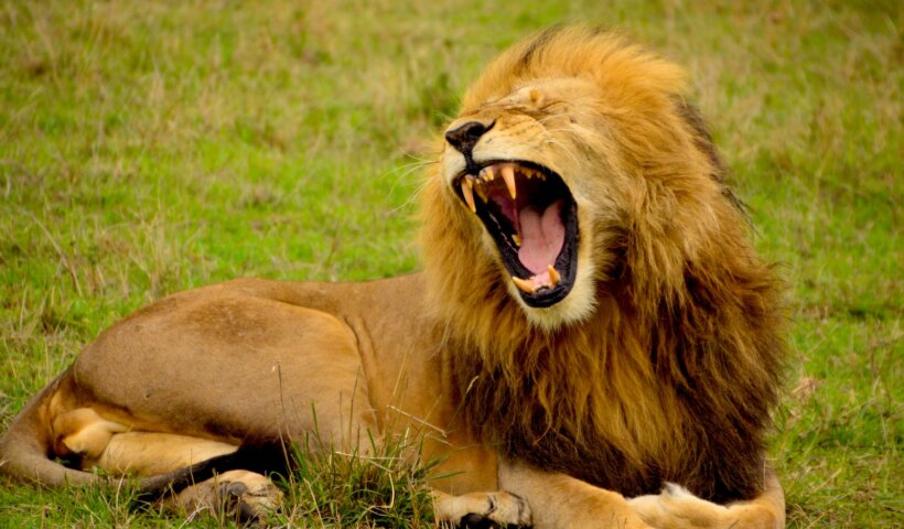 lion lying on green grass at daytime