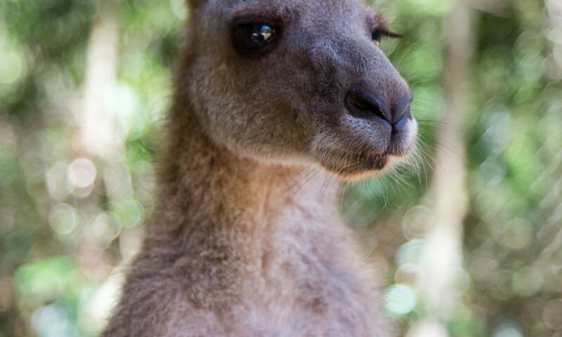 brown kangaroo