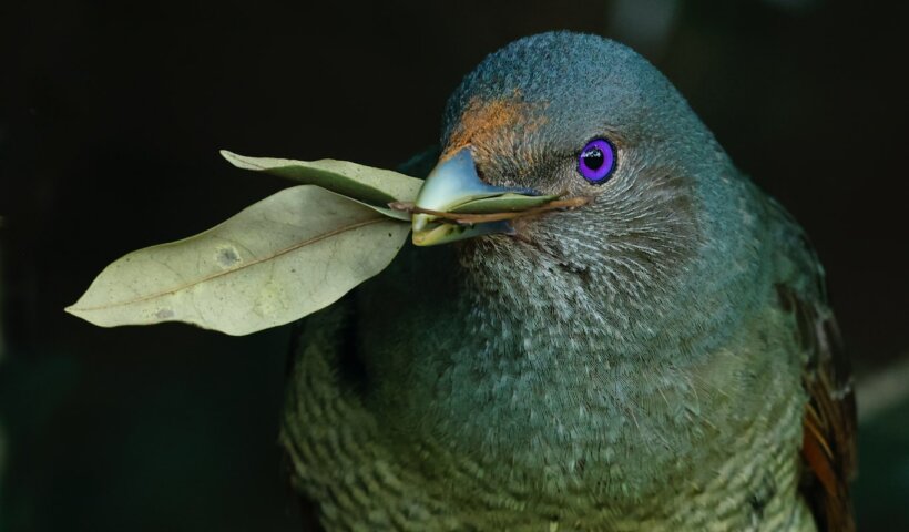 blue and brown bird on green leaf