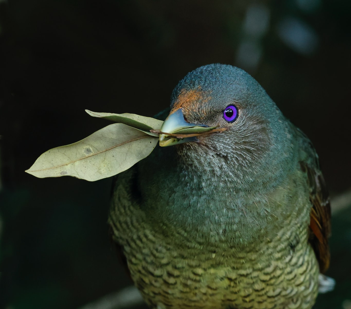 blue and brown bird on green leaf