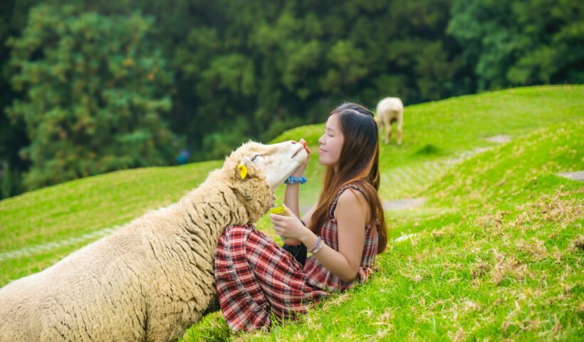 woman holding sheep's head